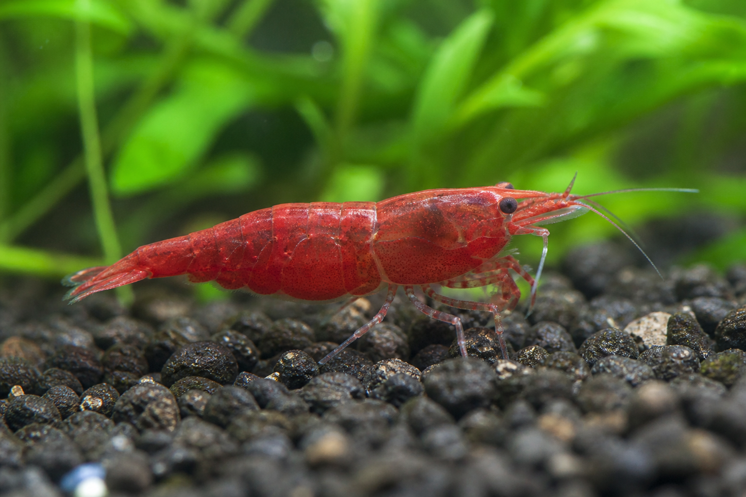 Red Cherry Shrimp